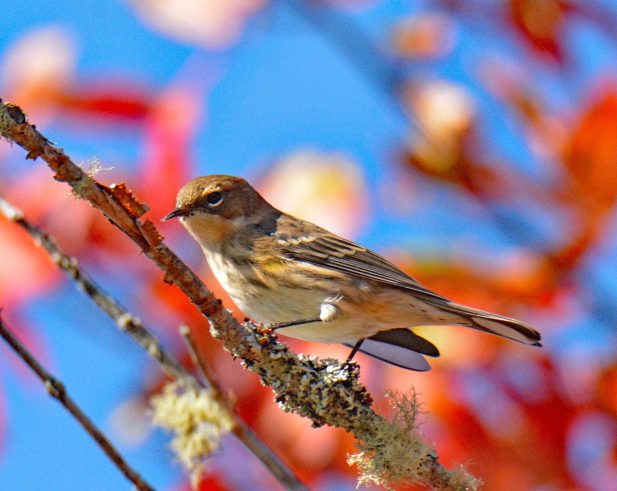Yellow-rumped Warbler (Myrtle) - ML642692005
