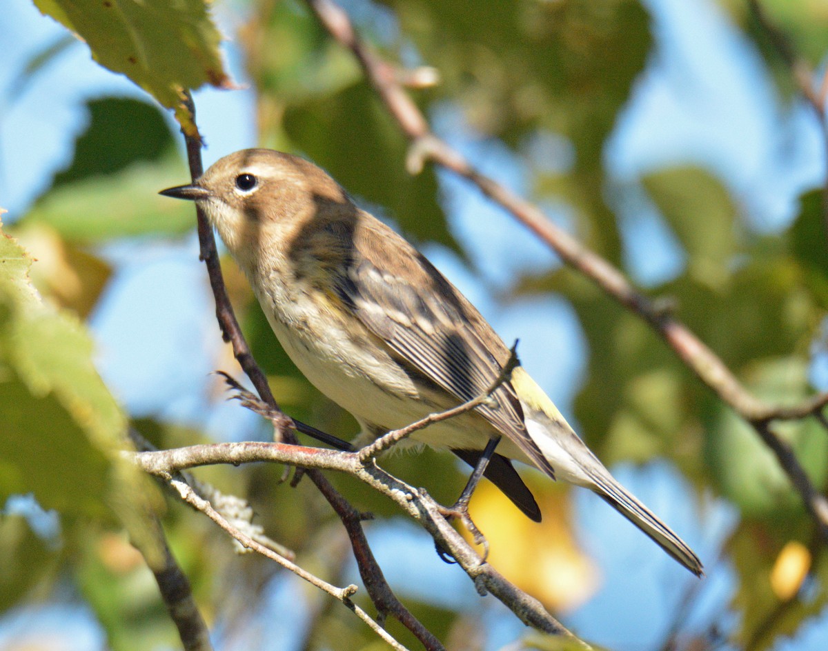 Yellow-rumped Warbler (Myrtle) - ML642692006