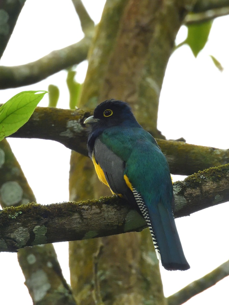 Gartered Trogon - ML642692008