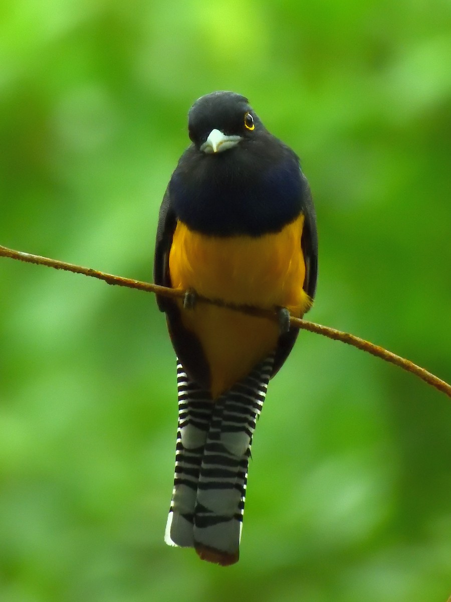 trogon podvazkový - ML642692009