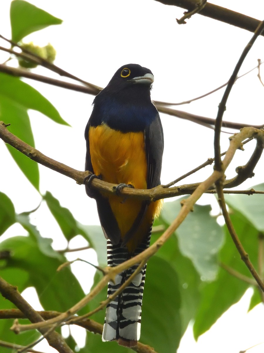 trogon podvazkový - ML642692010