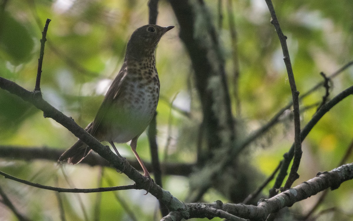 Swainson's Thrush - ML642692015