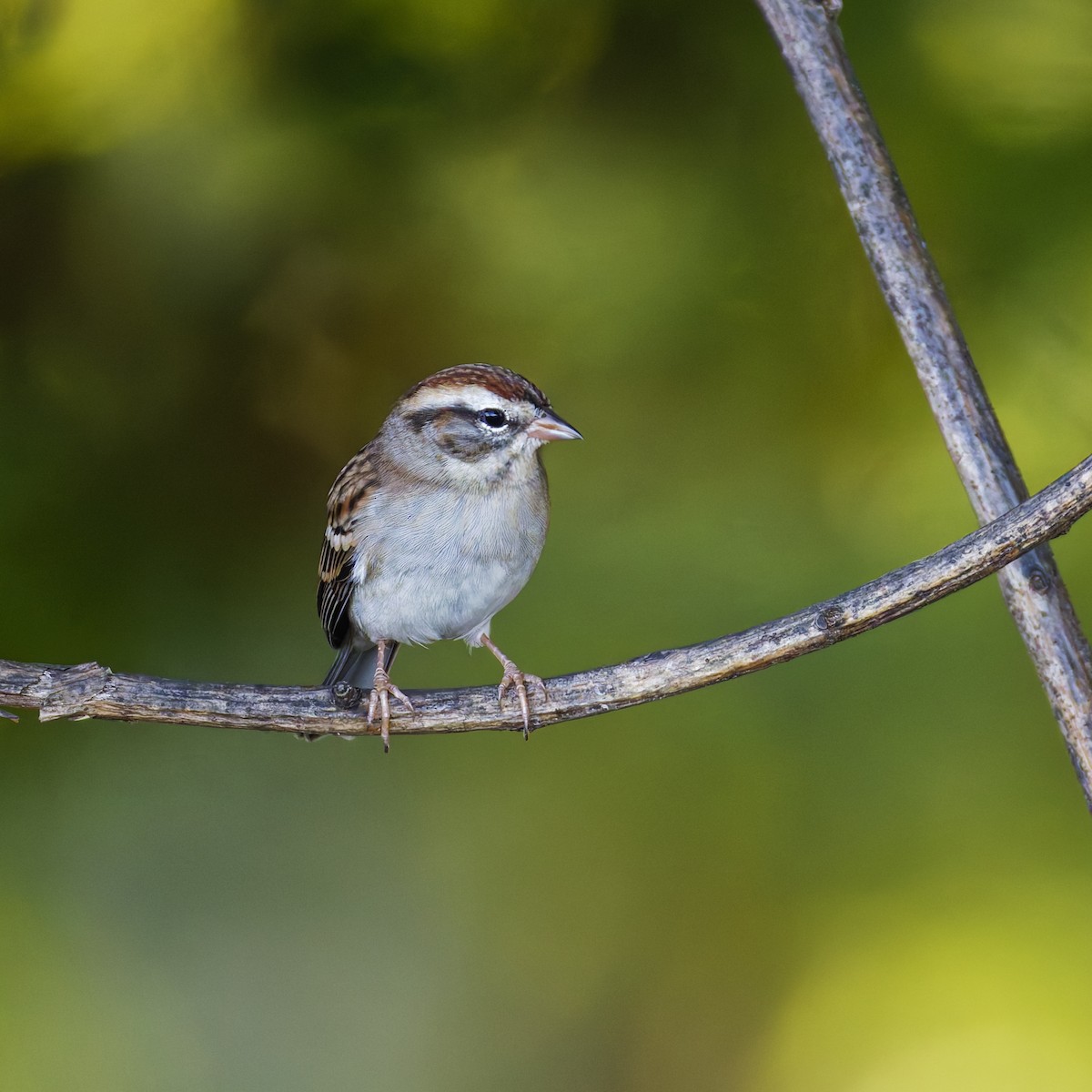 Chipping Sparrow - ML642692021