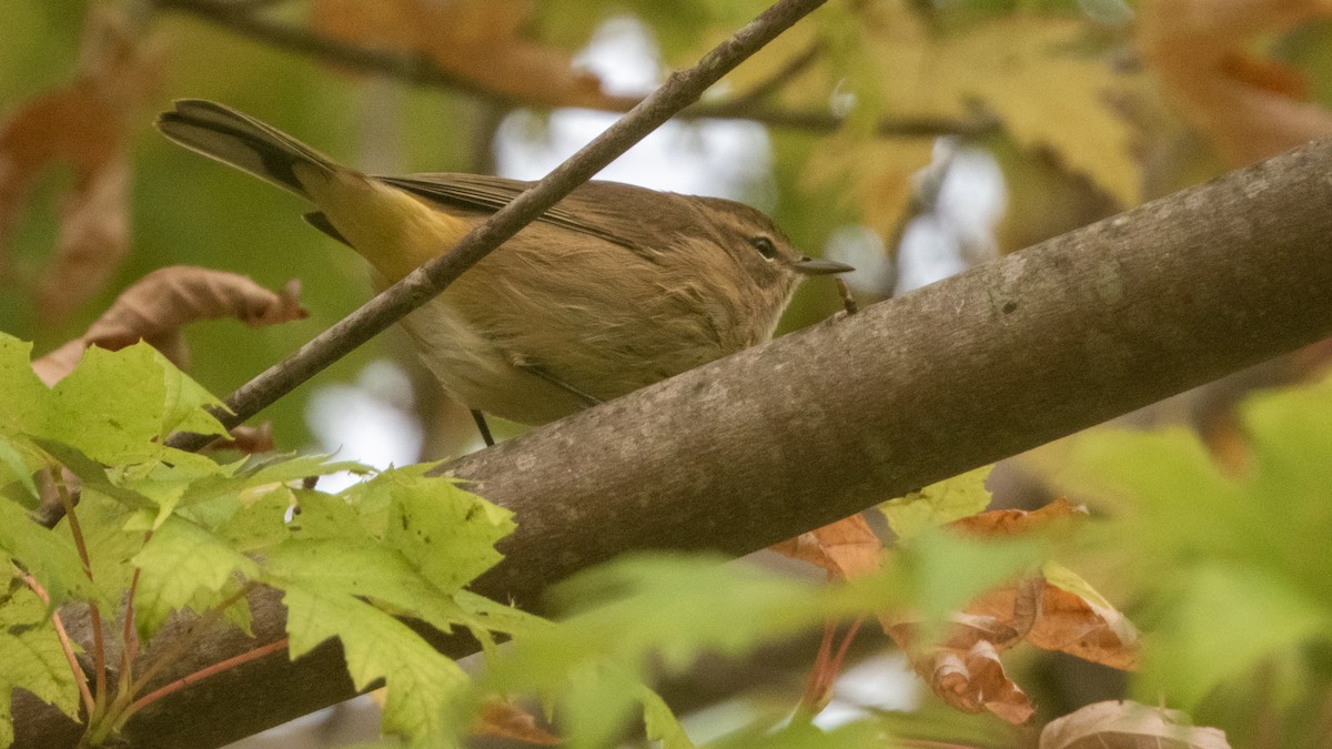 Palm Warbler - ML642692022