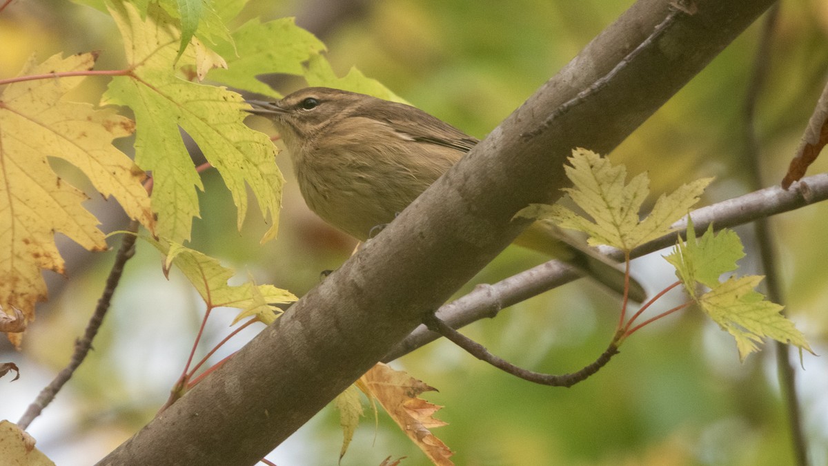 Palm Warbler - ML642692023