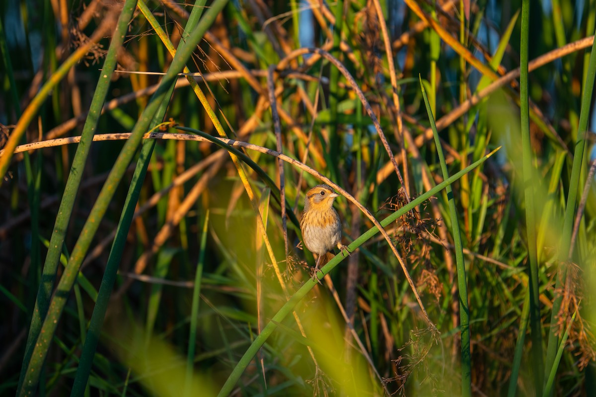 Nelson's Sparrow - ML642692025