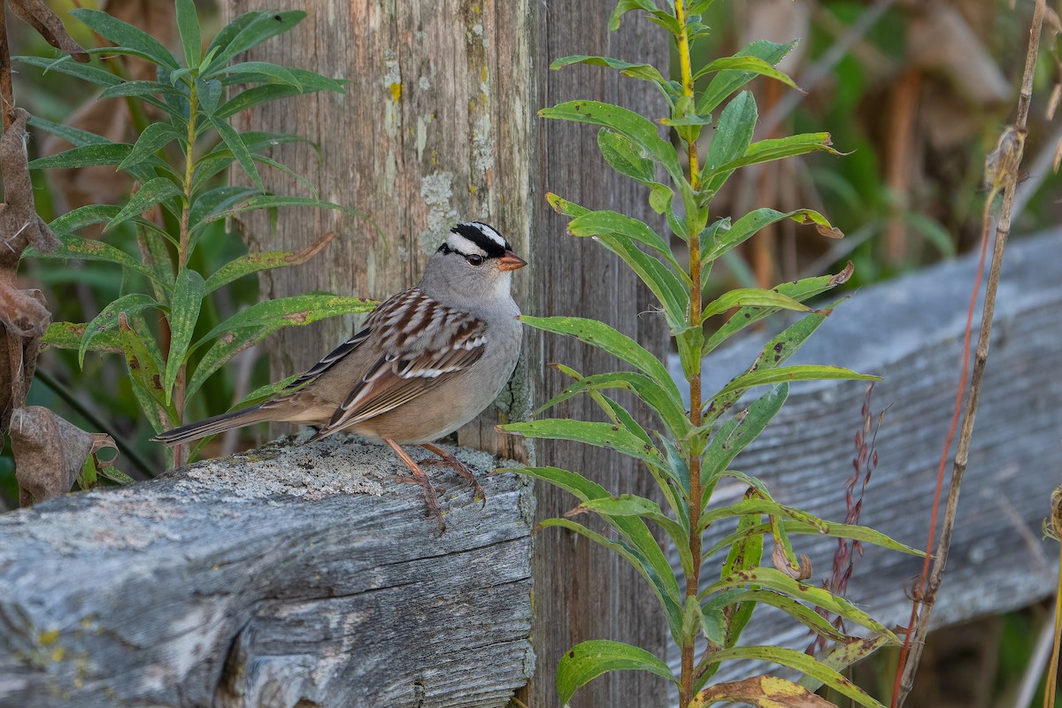 White-crowned Sparrow - ML642692027