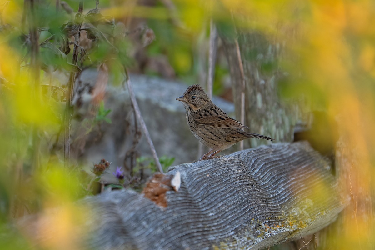 Lincoln's Sparrow - ML642692028