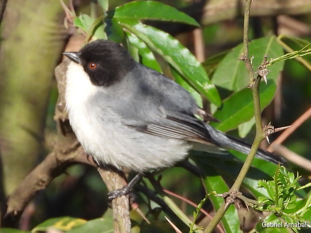 Black-capped Warbling Finch - ML642692030