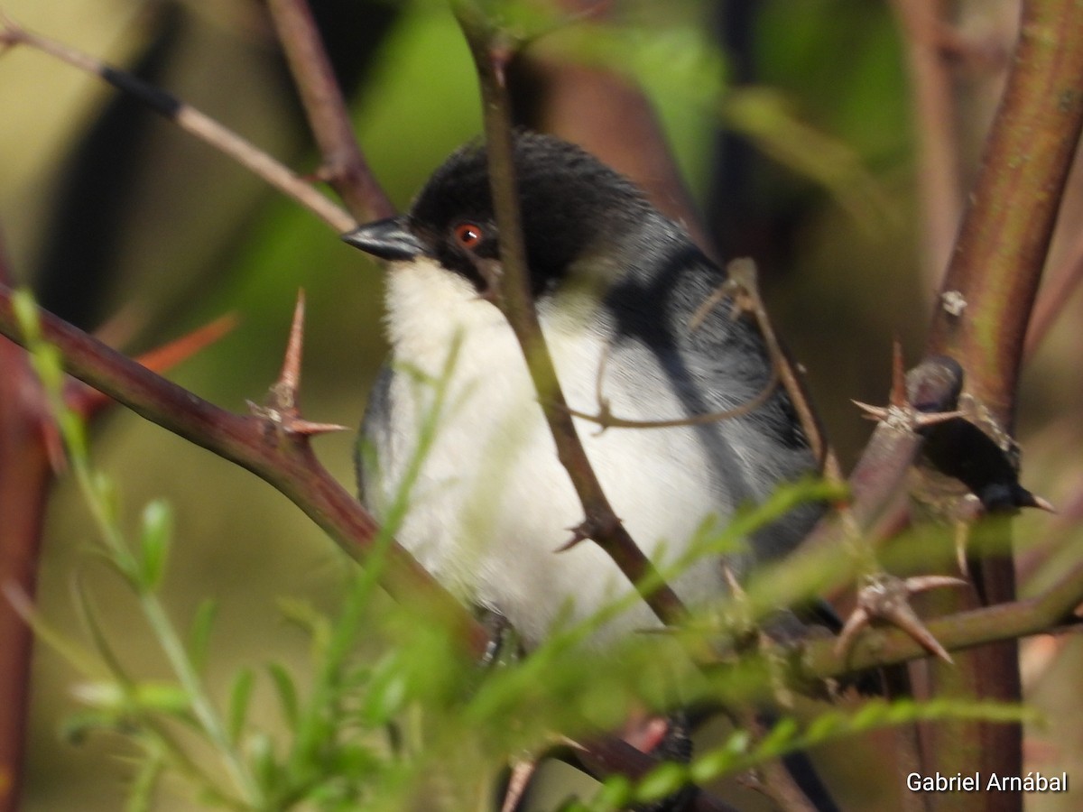 Black-capped Warbling Finch - ML642692035