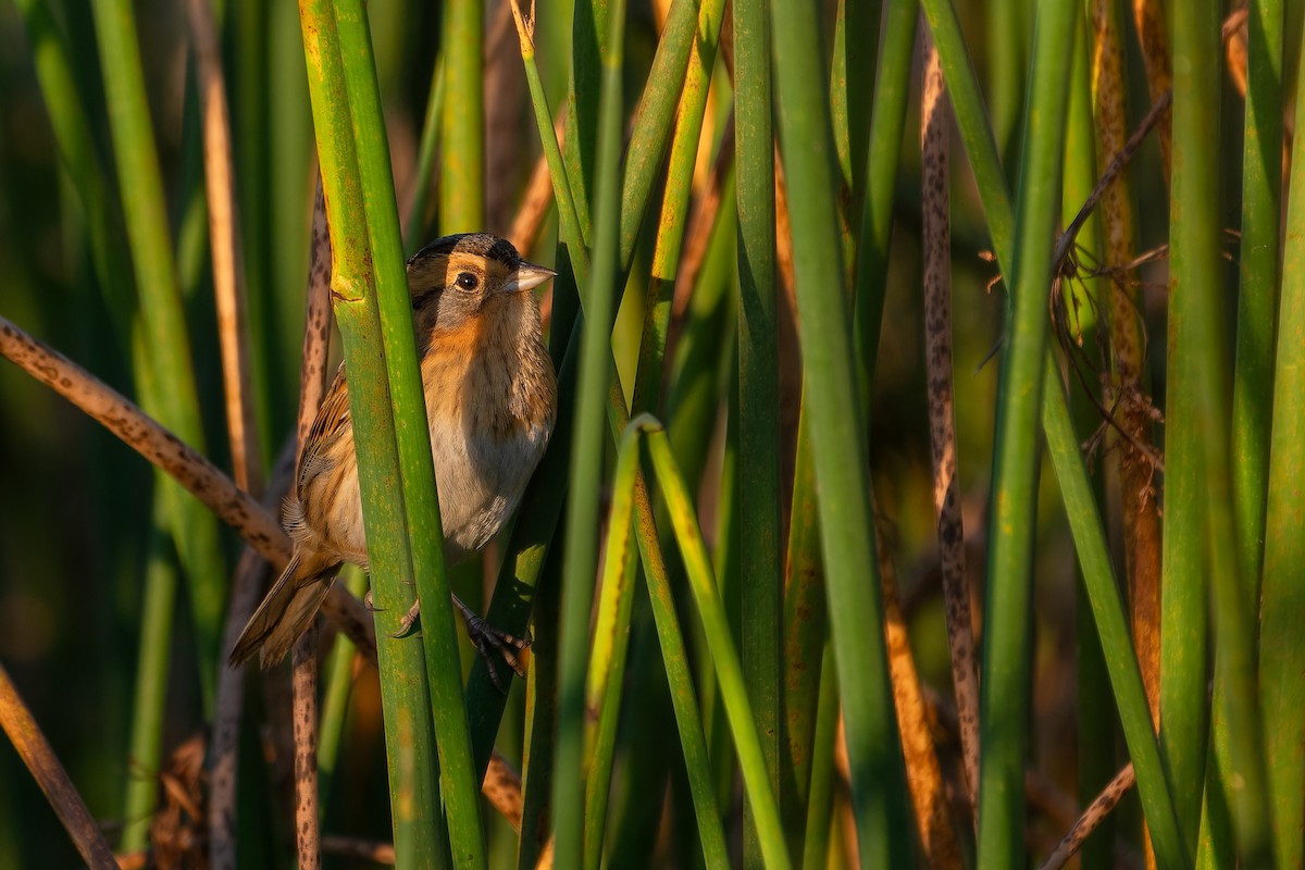 Nelson's Sparrow - ML642692036