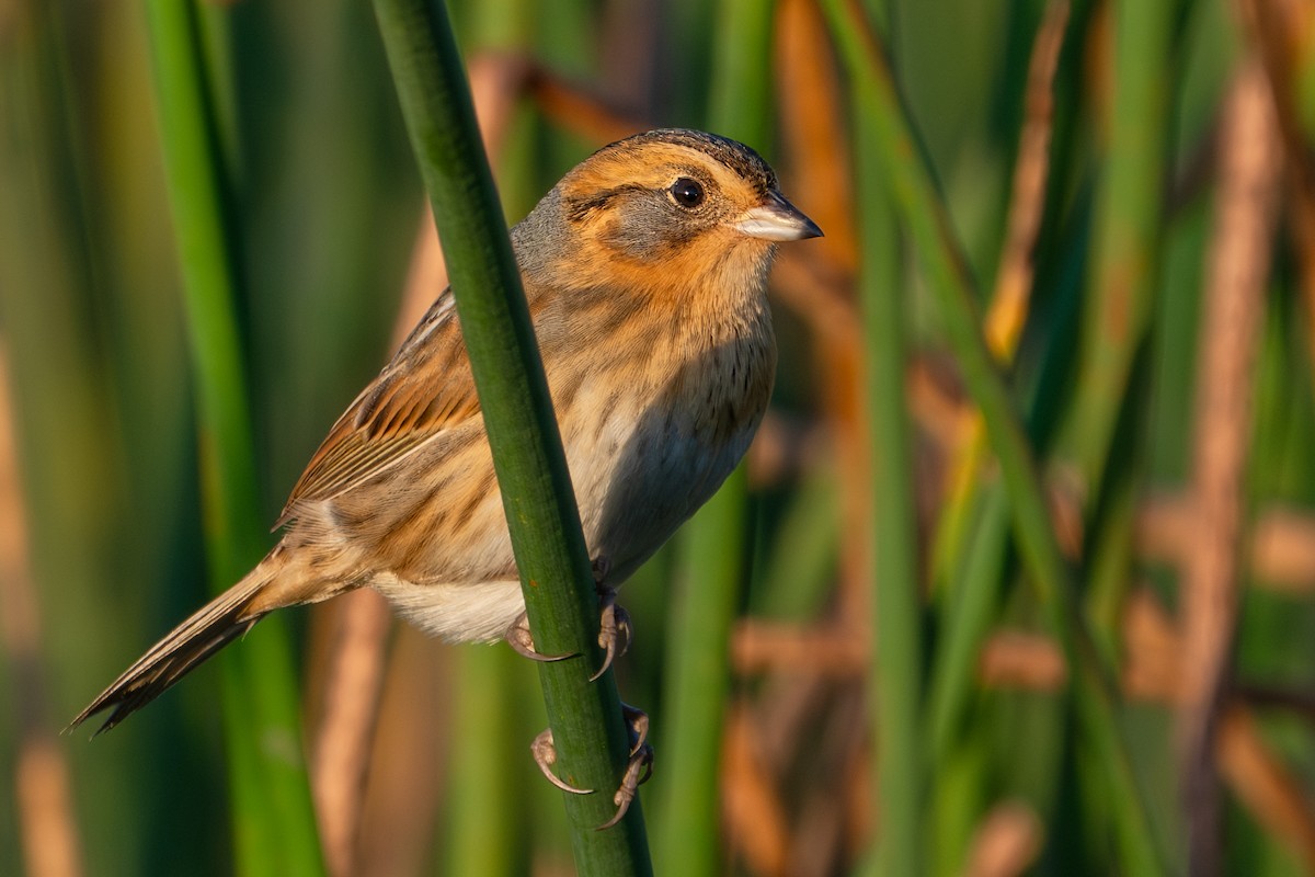 Nelson's Sparrow - ML642692037