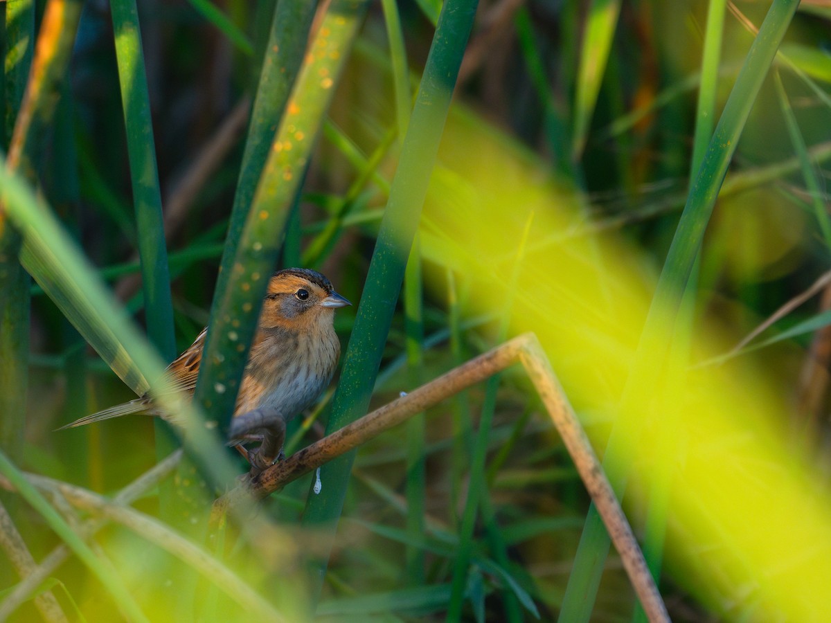 Nelson's Sparrow - ML642692039