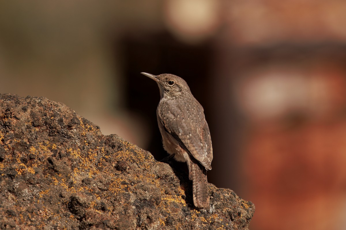 Rock Wren - ML642692049