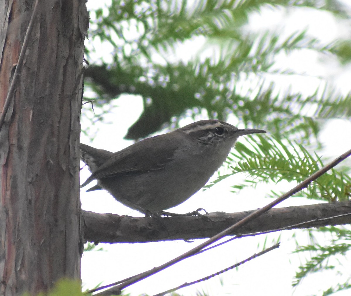 Bewick's Wren - ML642692059