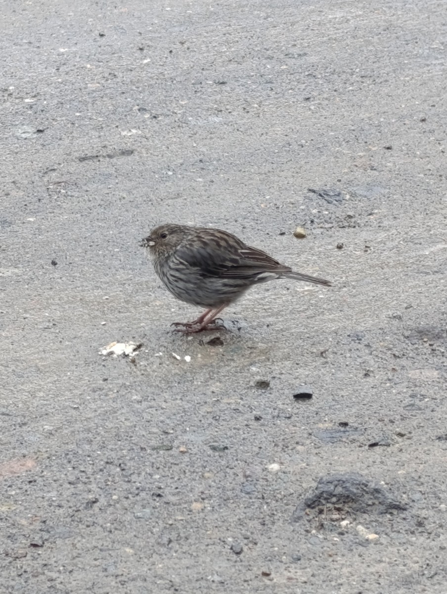 Plumbeous Sierra Finch - ML642692063
