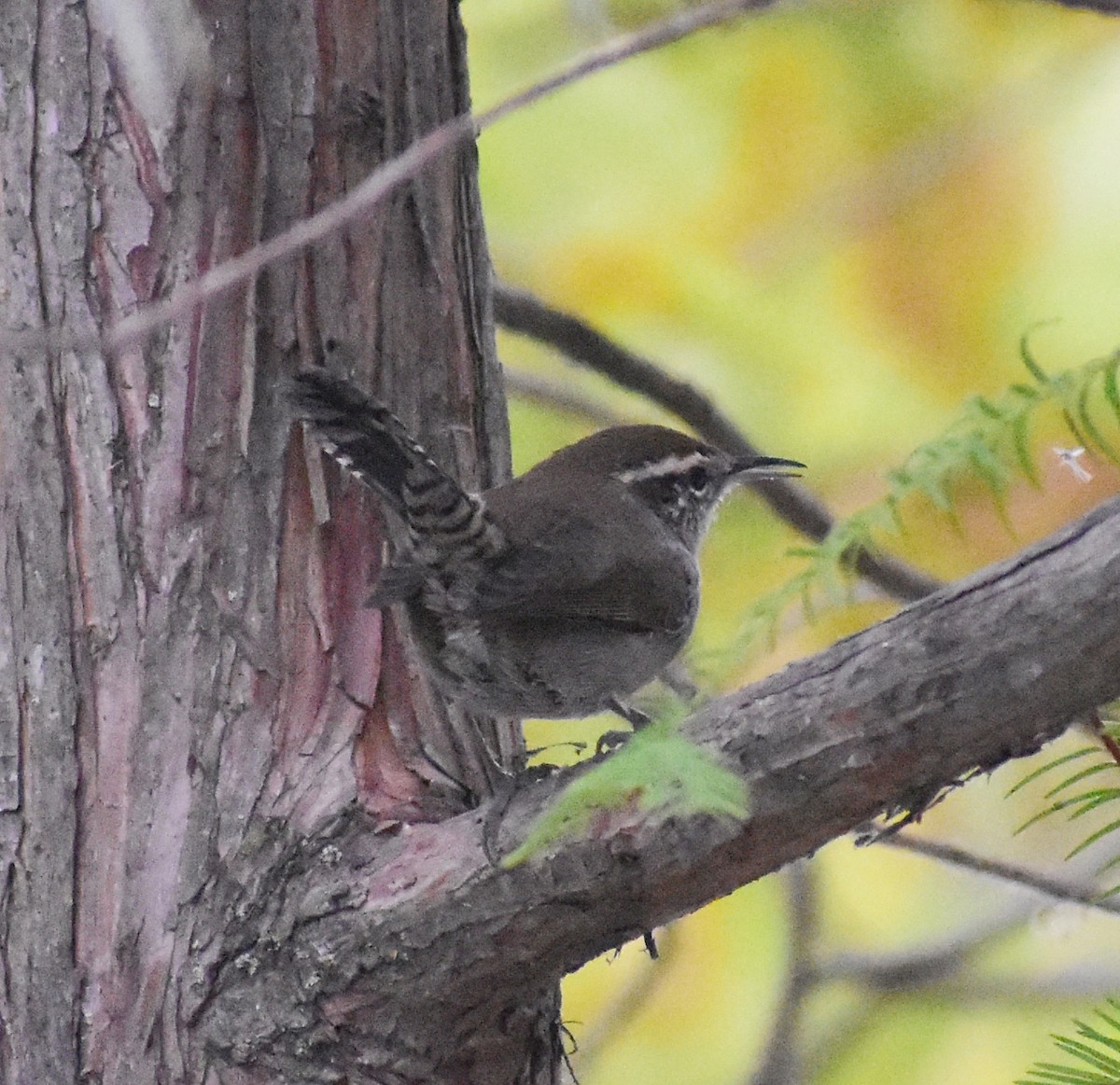 Bewick's Wren - ML642692064