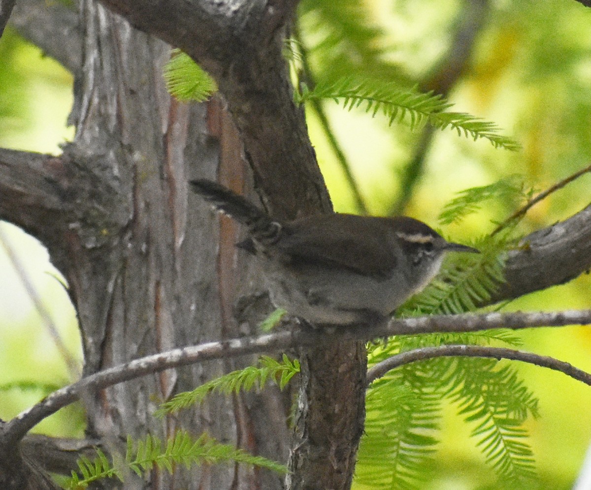 Bewick's Wren - ML642692068