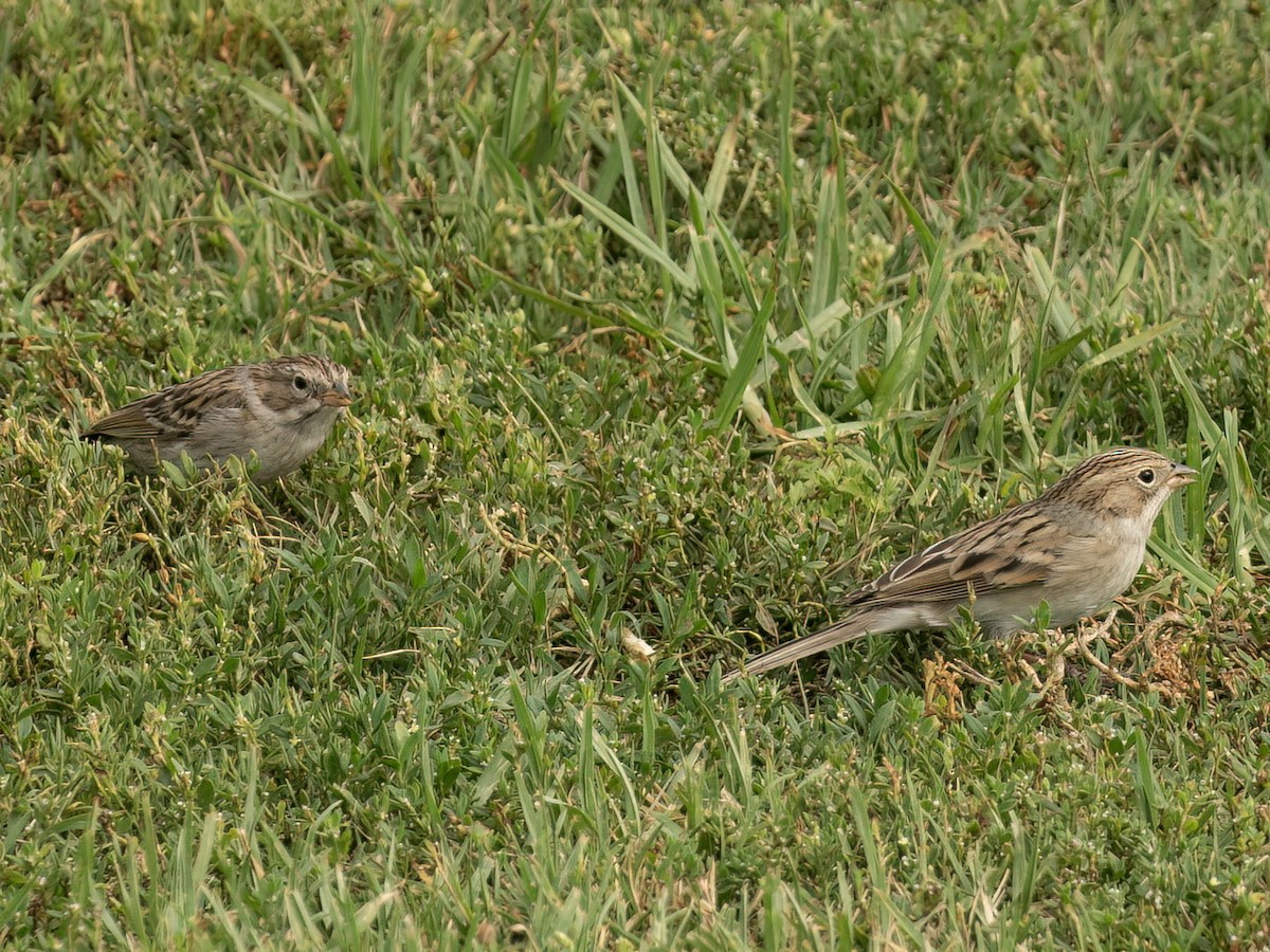 Brewer's Sparrow - ML642692080