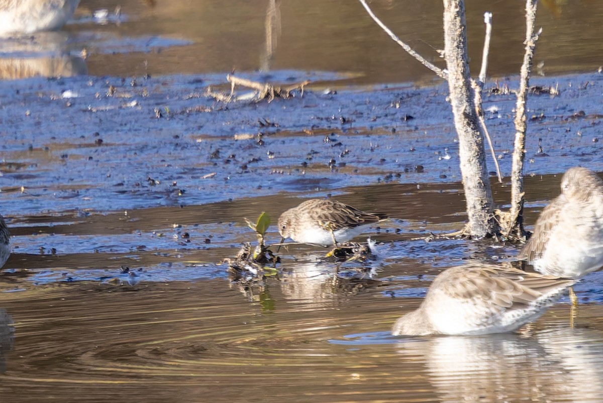 Least Sandpiper - ML642692088
