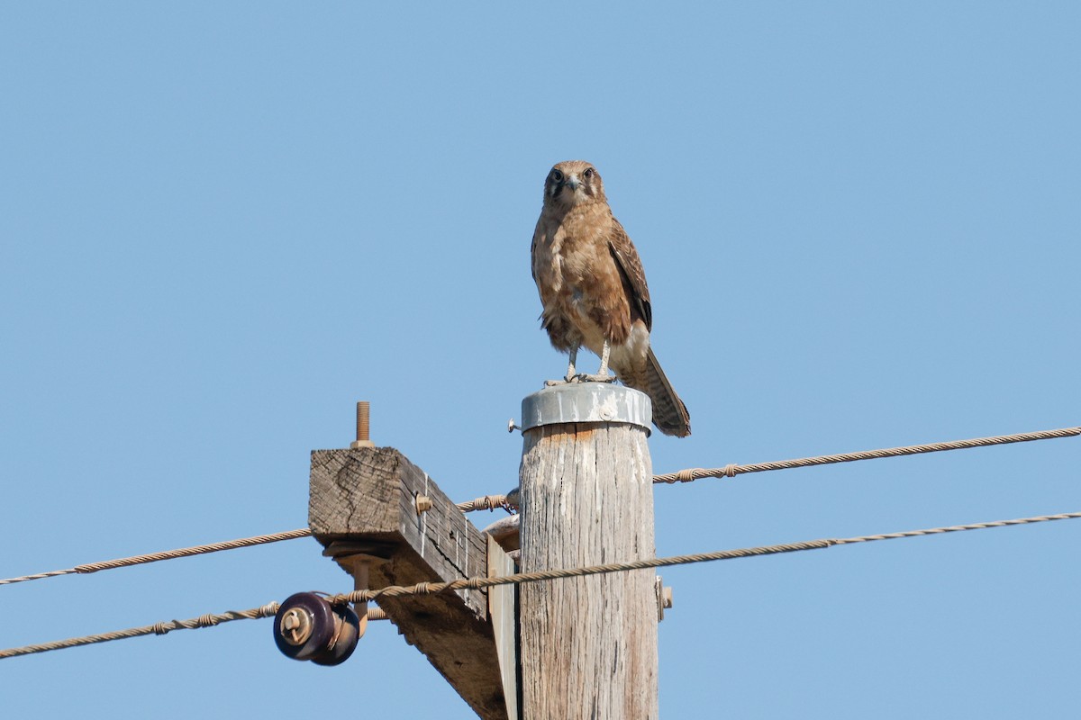 Brown Falcon - ML642692089
