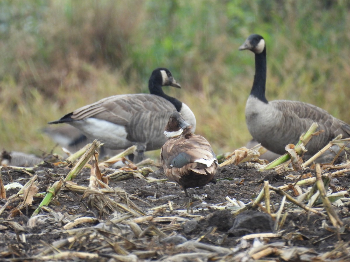 Mallard (Domestic type) - ML642692090