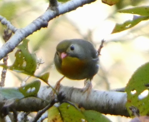 Red-billed Leiothrix - ML642692093