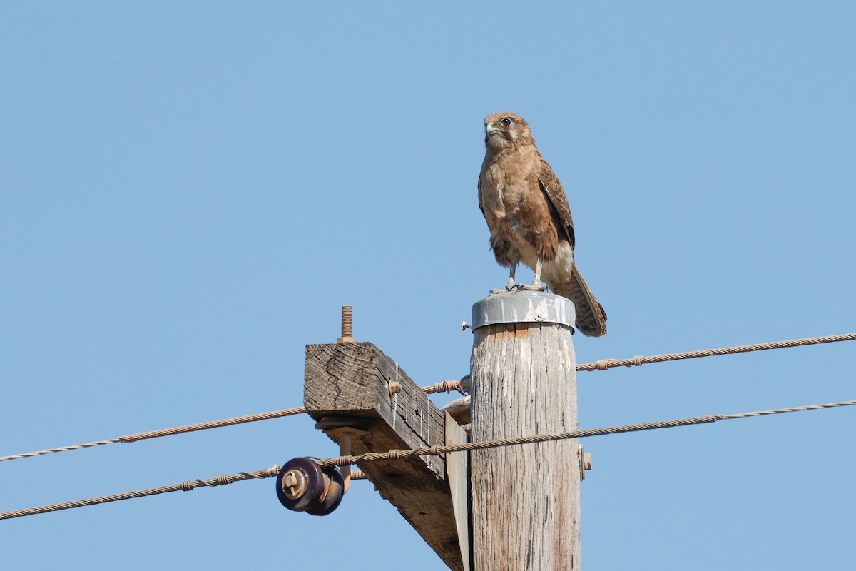 Brown Falcon - ML642692094