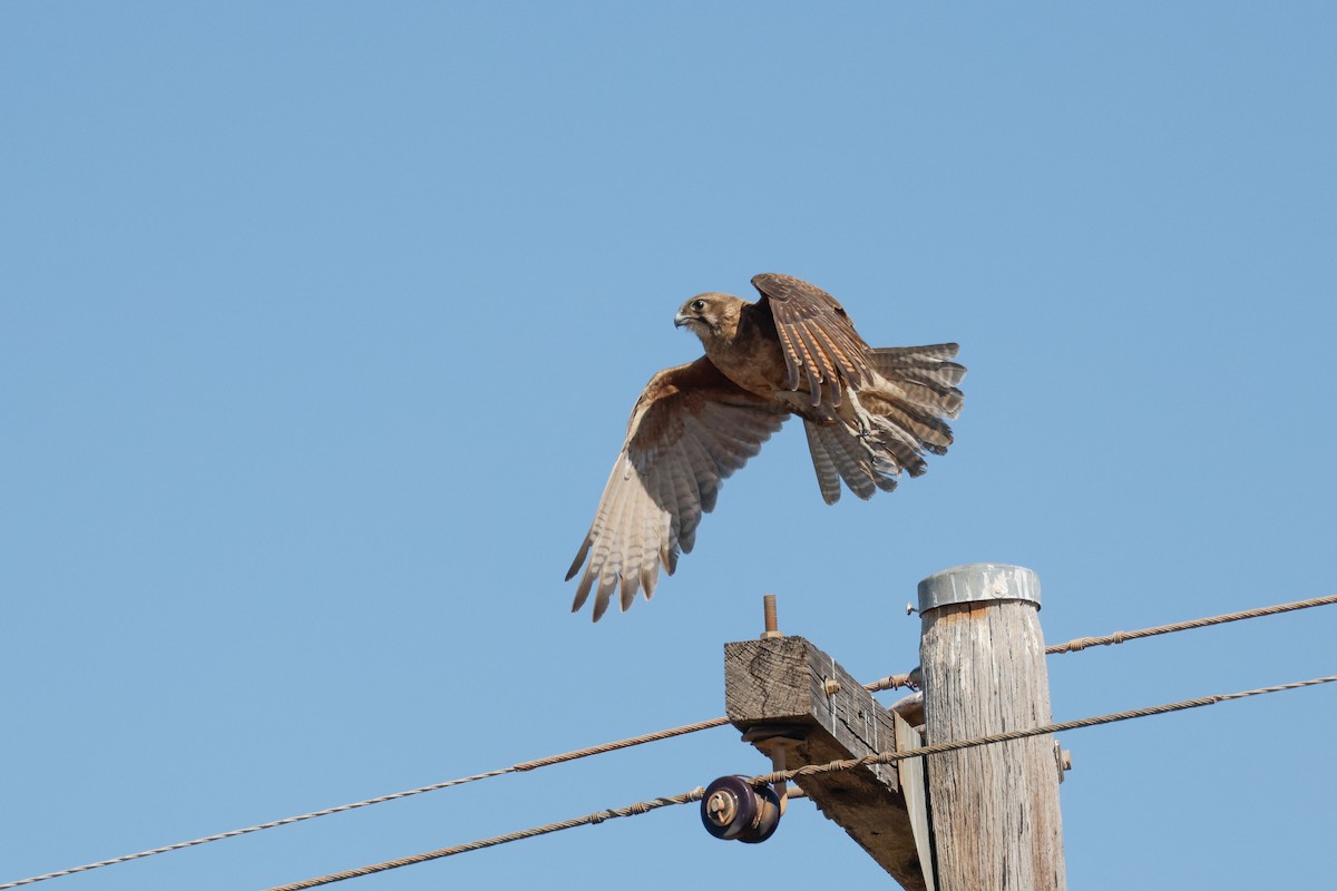 Brown Falcon - ML642692097