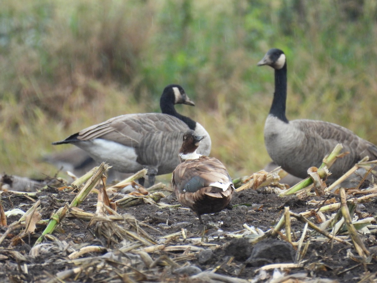 Mallard (Domestic type) - ML642692101