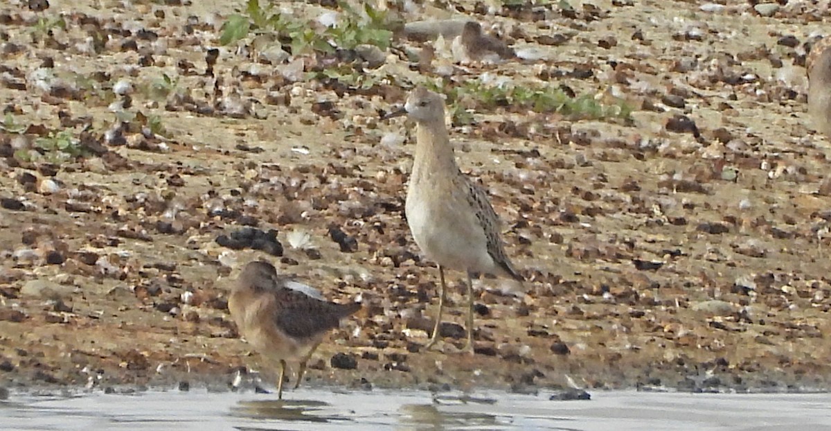 Combattente - ML642692109