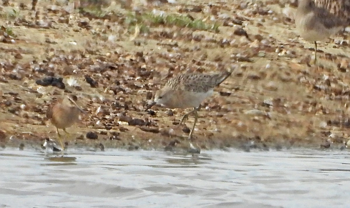 Combattente - ML642692110