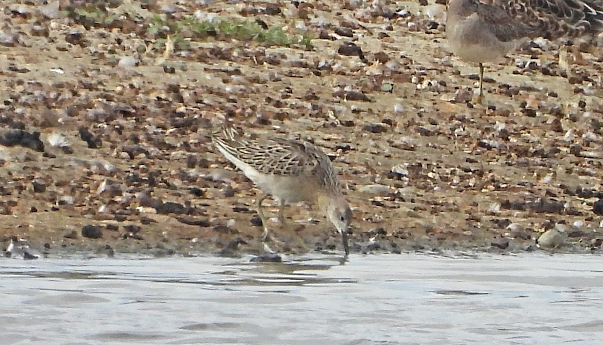 Combattente - ML642692111