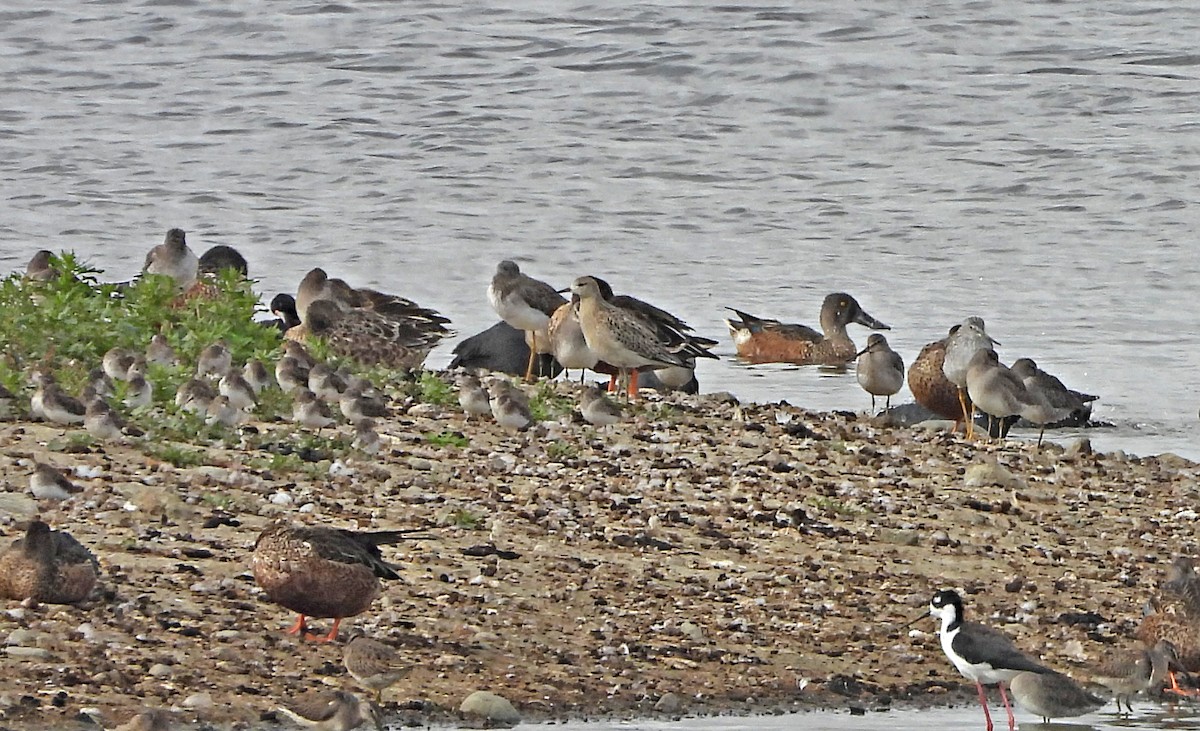 Combattente - ML642692112