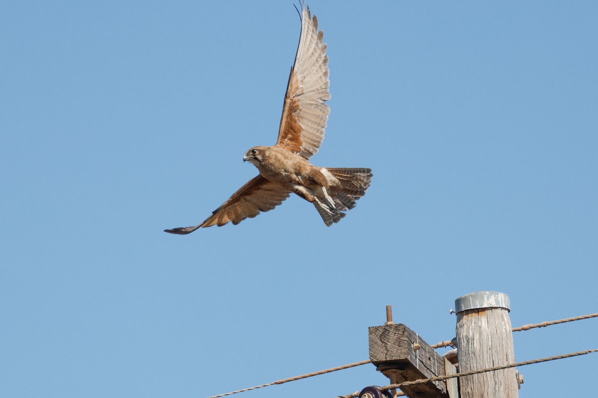 Brown Falcon - ML642692140