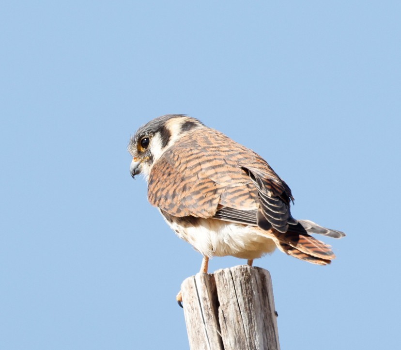 American Kestrel - ML642692141