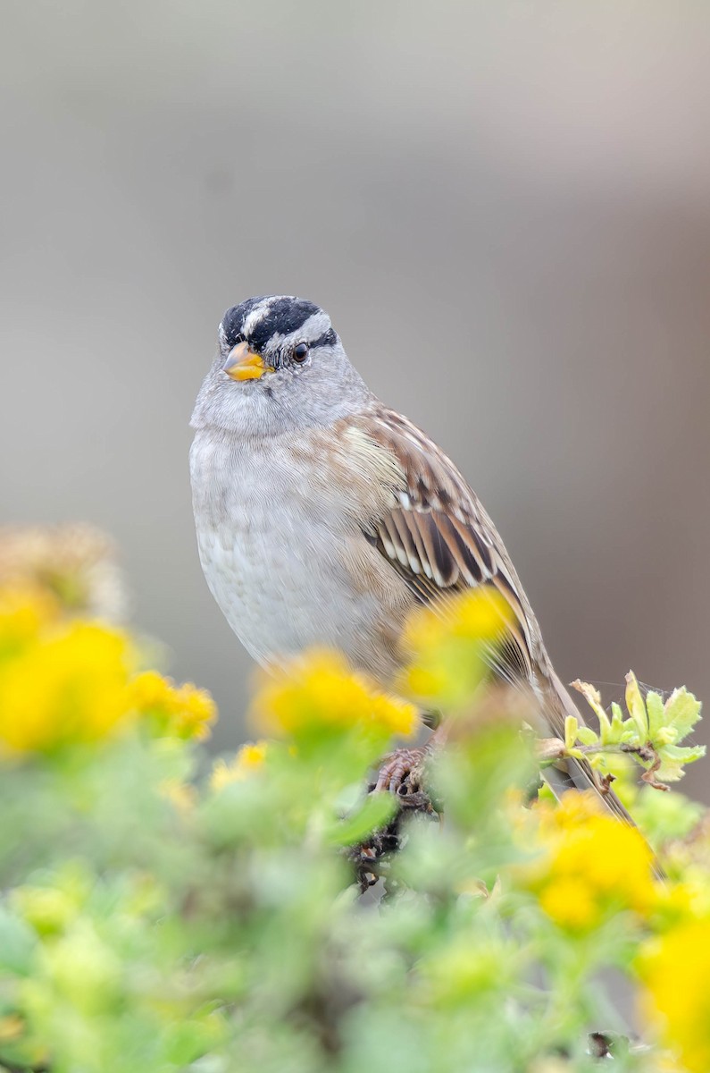 White-crowned Sparrow - ML642692142
