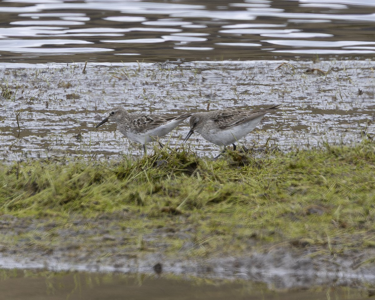 Baird's Sandpiper - ML642692147