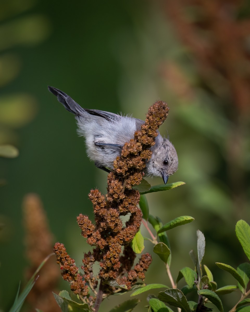 Bushtit - ML642692148