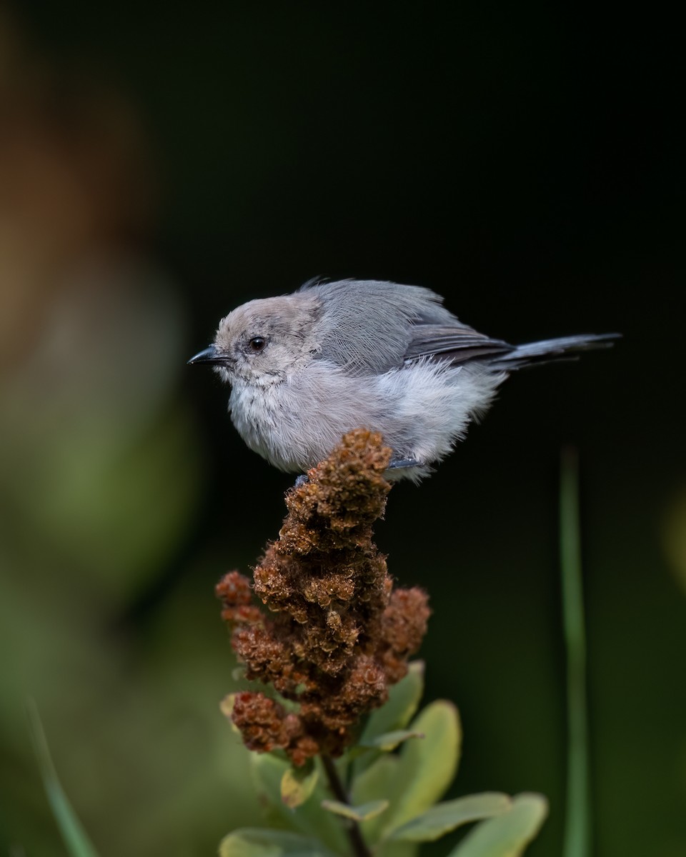 Bushtit - ML642692149