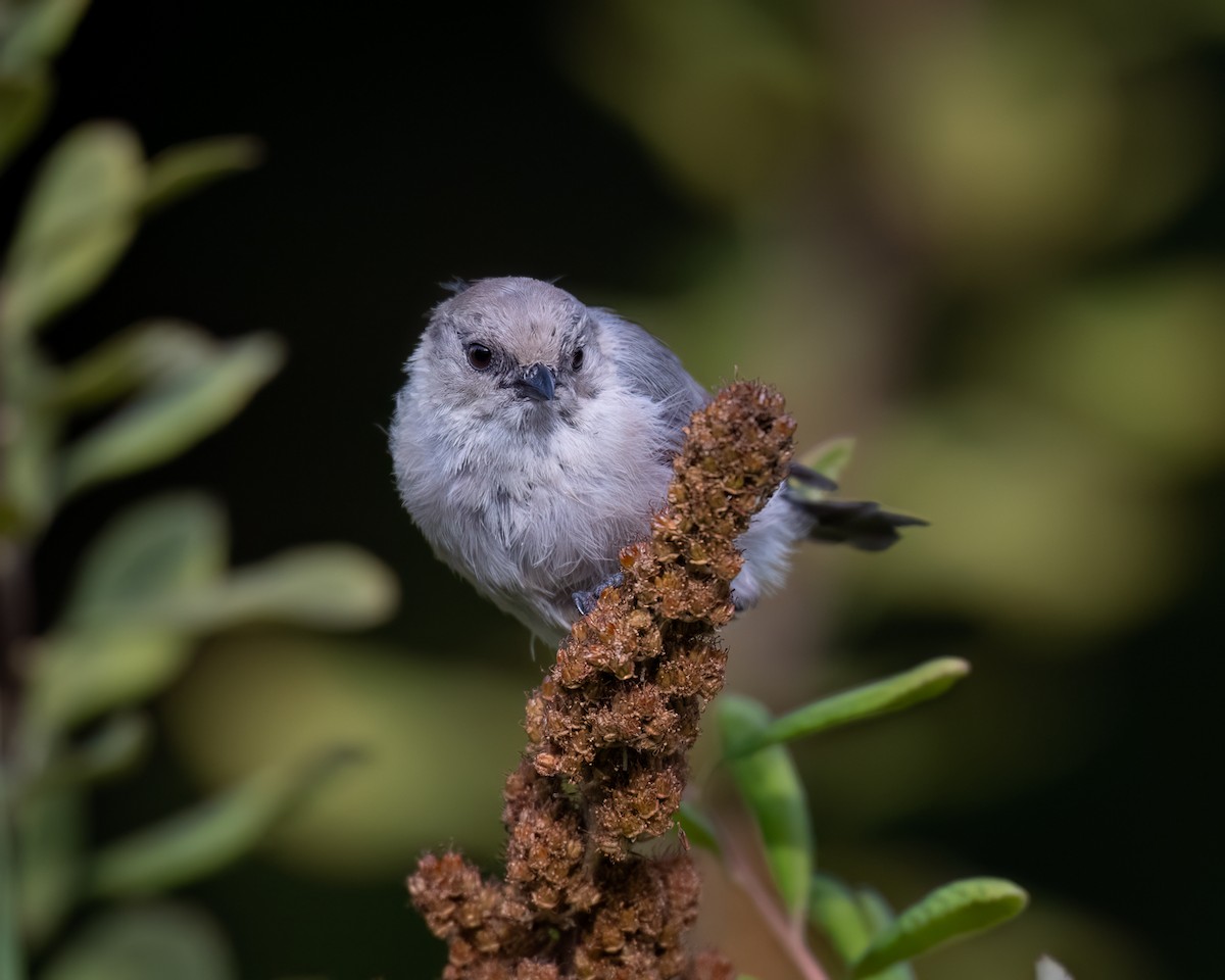 Bushtit - ML642692150