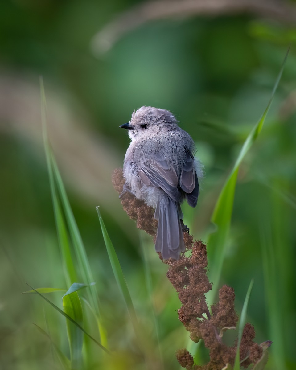 Bushtit - ML642692151