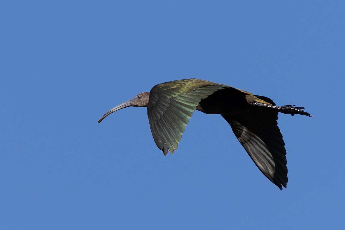 White-faced Ibis - ML642692152