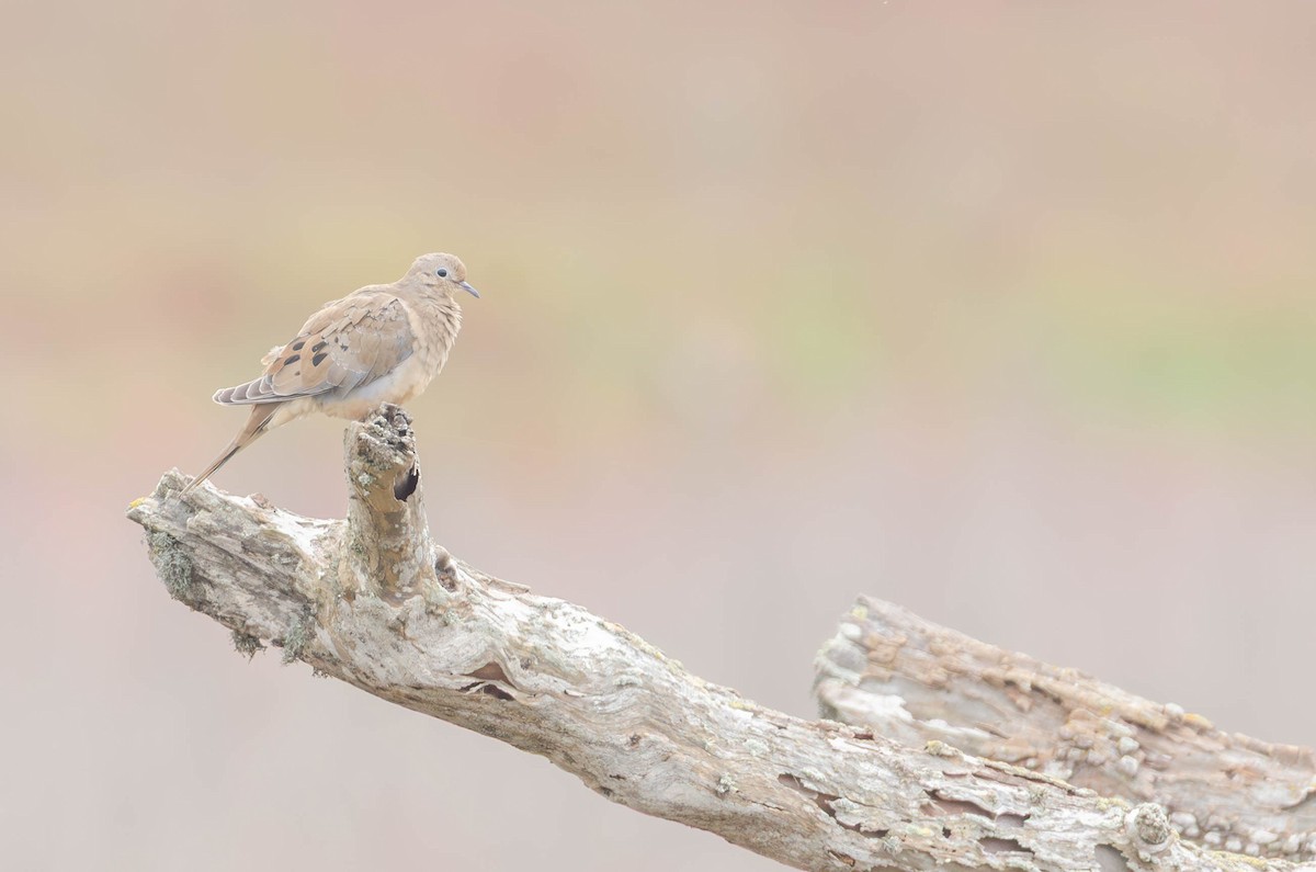 Mourning Dove - ML642692162