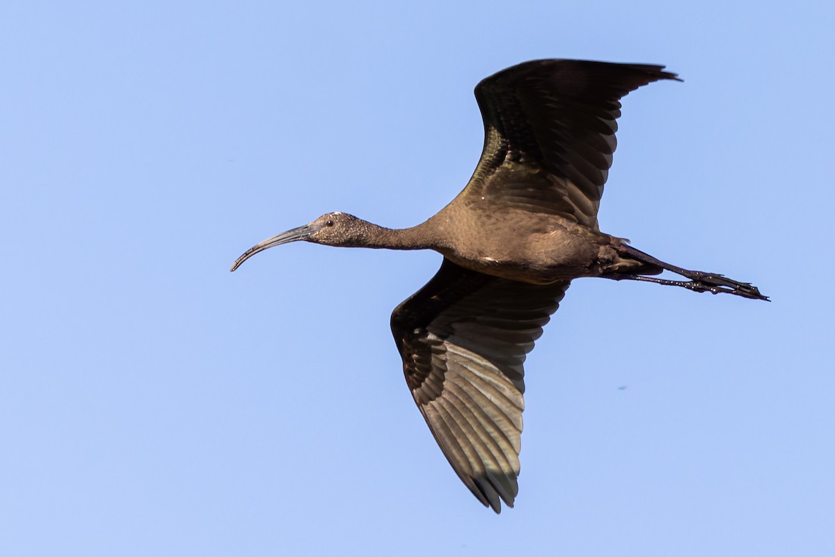 White-faced Ibis - ML642692165