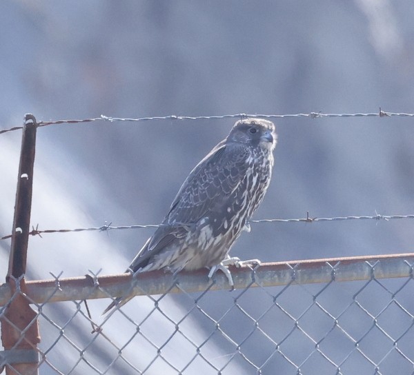 Gyrfalcon - ML642692179