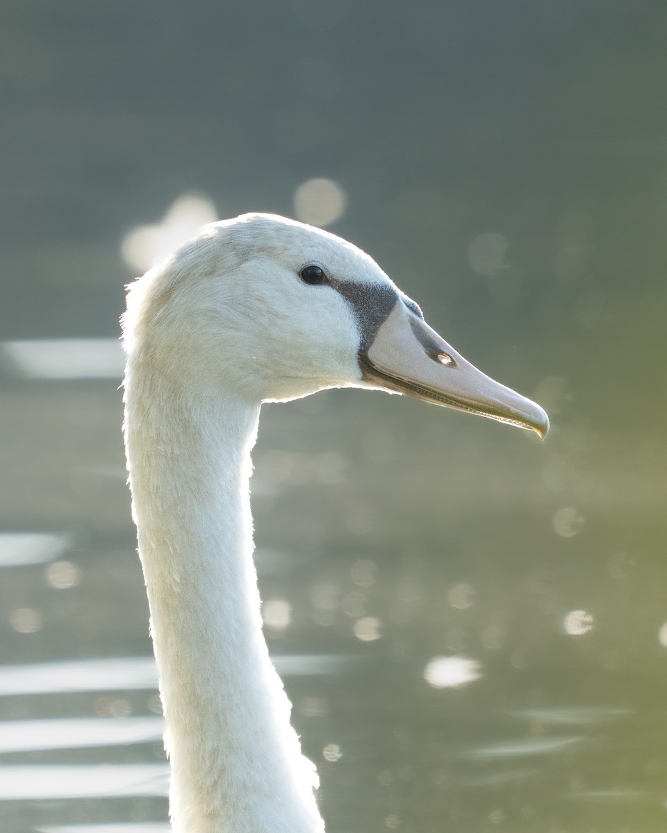 Mute Swan - ML642692193