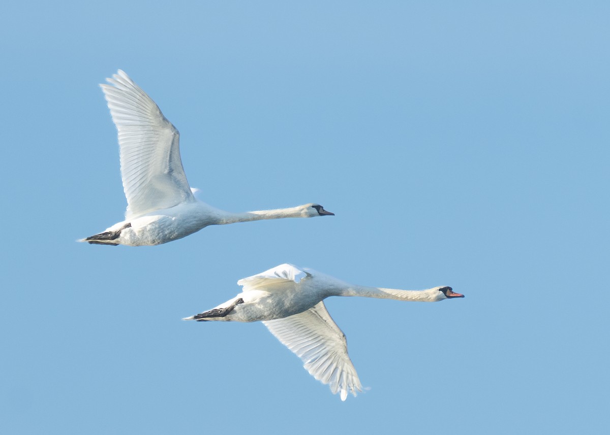 Mute Swan - ML642692194