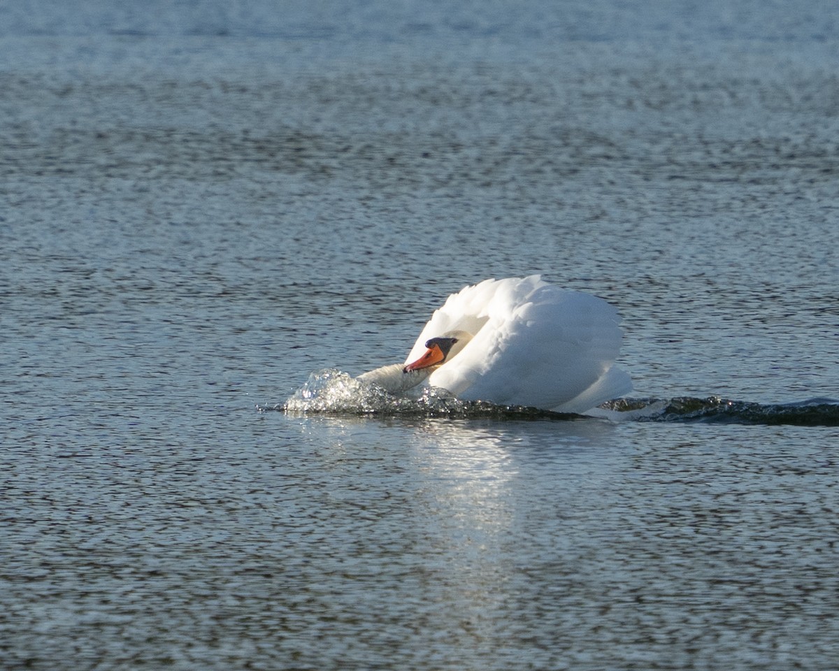 Mute Swan - ML642692195