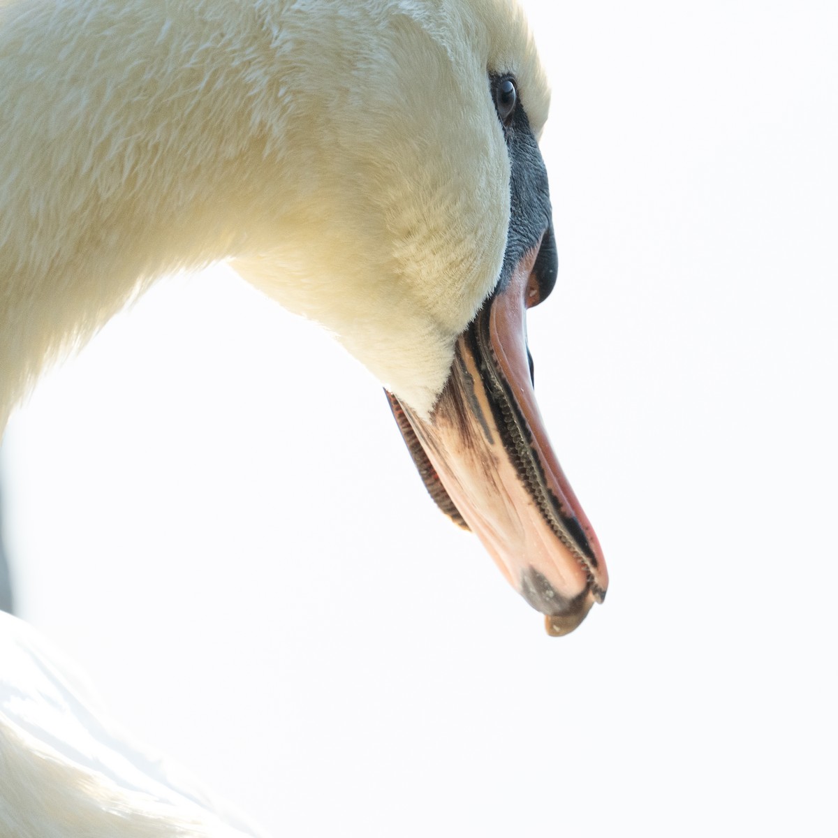 Mute Swan - ML642692196